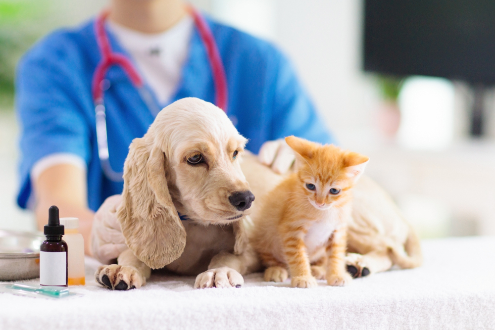 Veterinarian examining dog and cat (puppy and kitten)