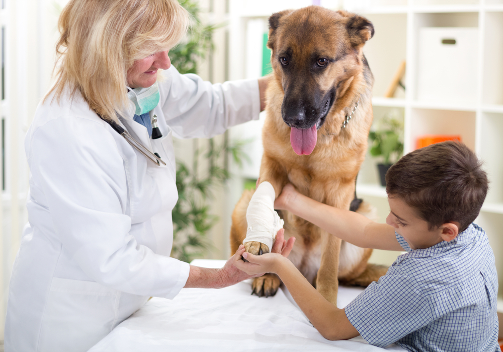 Shepherd dog getting bandage after injury